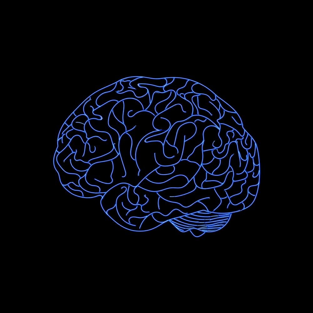 The Synapse-to-Nucleus Highway: How Your Brain Builds Long-Term Memories